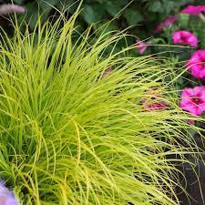 Pennisetum alopecuroides JS Jommenik Lumen Gold PP27435 Fountain Grass