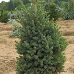 Picea mariana Blue Teardrop Black Spruce