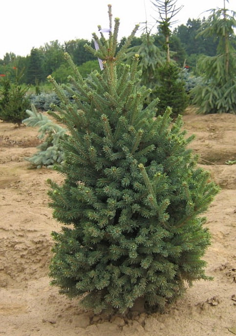 Picea mariana Blue Teardrop Black Spruce
