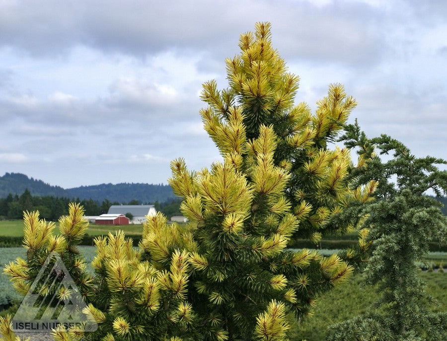 Pinus contorta Taylor's Sunburst Taylor's Sunburst Lodgepole Pine