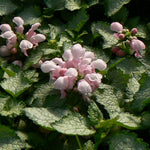 Lamium maculatum Pink Pewter Spotted Deadnettle