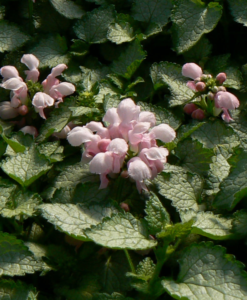 Lamium maculatum Pink Pewter Spotted Deadnettle