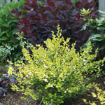 Betula x plettkei Cesky Gold Golden Treasure CBR 5637 Cesky Gold Dwarf Birch