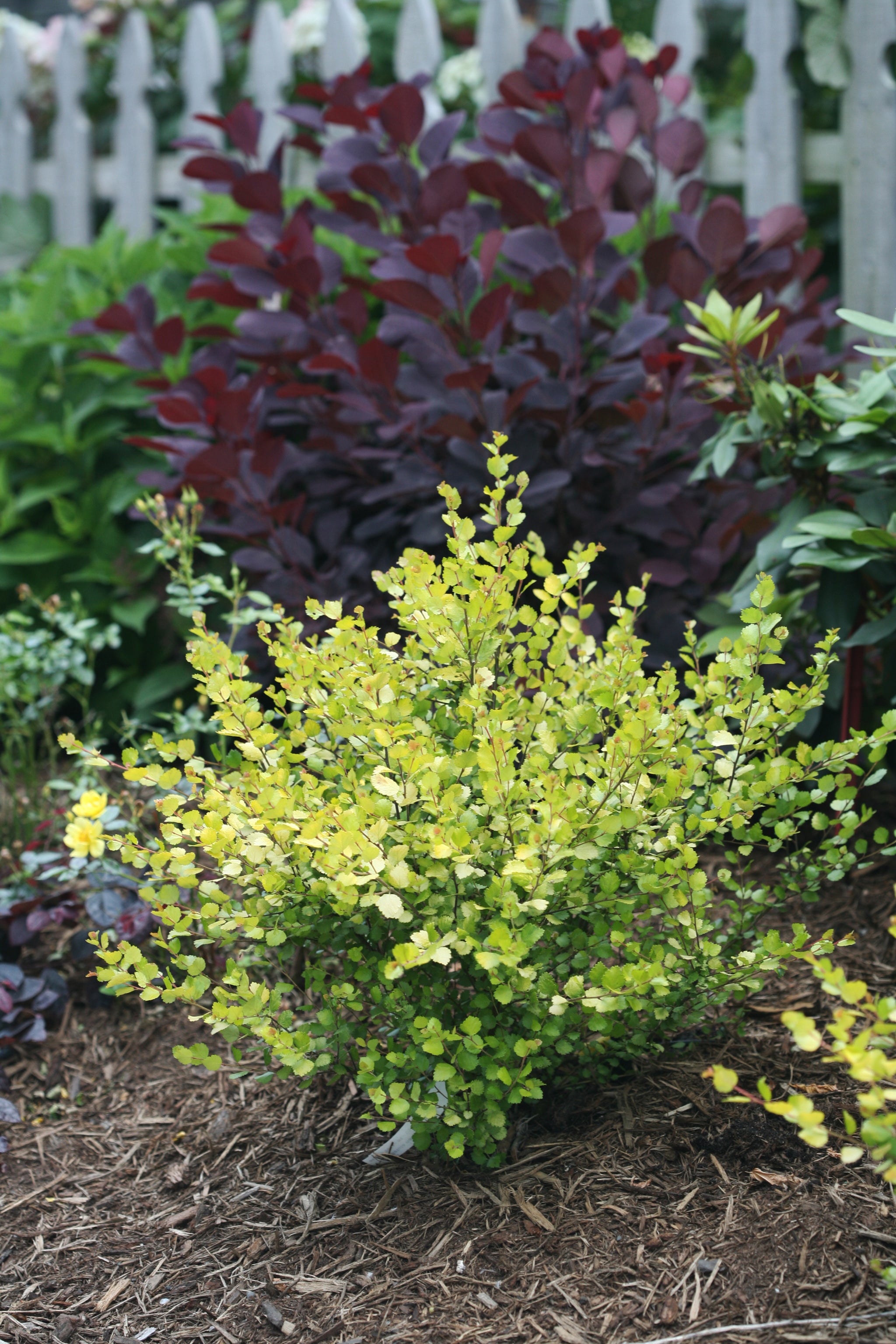 Betula x plettkei Cesky Gold Golden Treasure CBR 5637 Cesky Gold Dwarf Birch