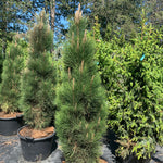 Pinus nigra Green Tower Green Tower Austrian Pine