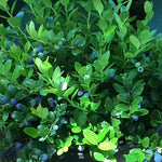 Gaylussacia brachycera Berried Treasure Box Huckleberry