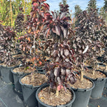 Malus x adstringens Midnite Spire Jefnite Midnite Spire Crabapple