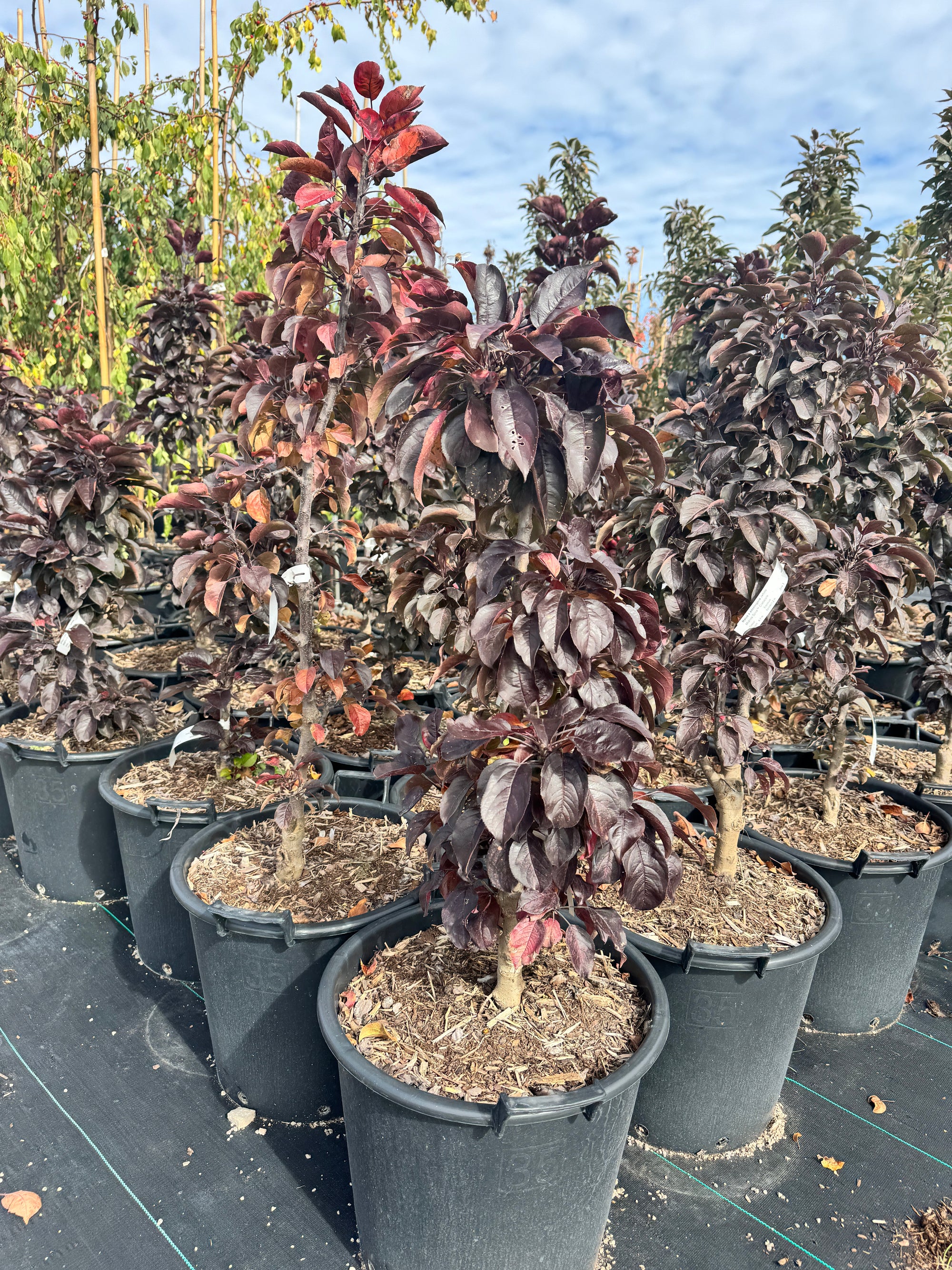 Malus x adstringens Midnite Spire Jefnite Midnite Spire Crabapple