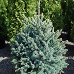 Picea abies Paul's Select Paul's Select Norway Spruce