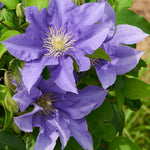 Clematis Olympia Olympia Clematis