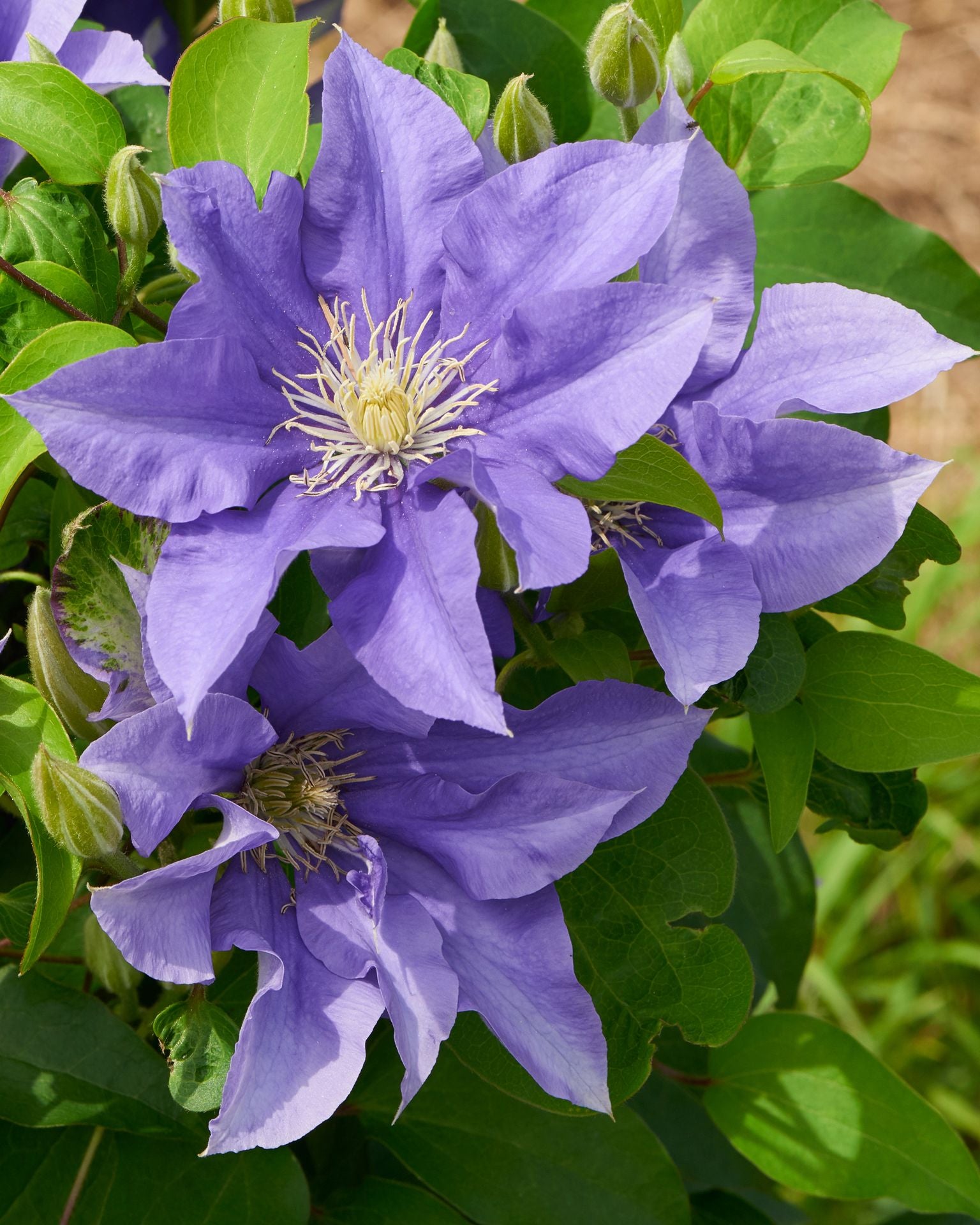 Clematis Olympia Olympia Clematis