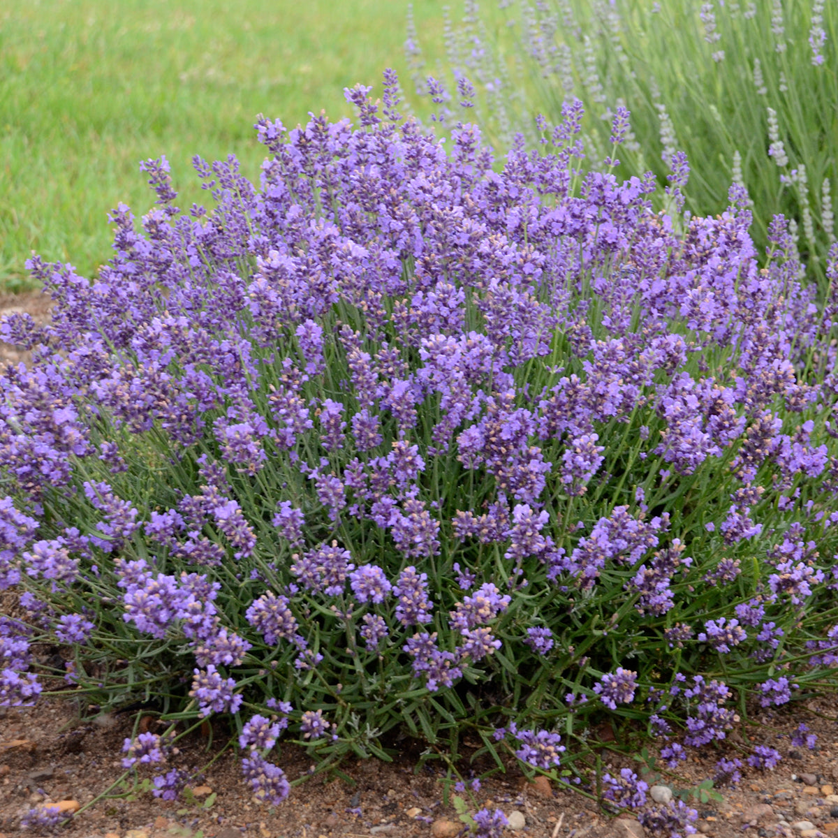 Lavandula angustifolia Essence Purple English Lavender