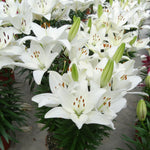 Lilium x Tiny Crystal PPAF Dwarf Asiatic Lily