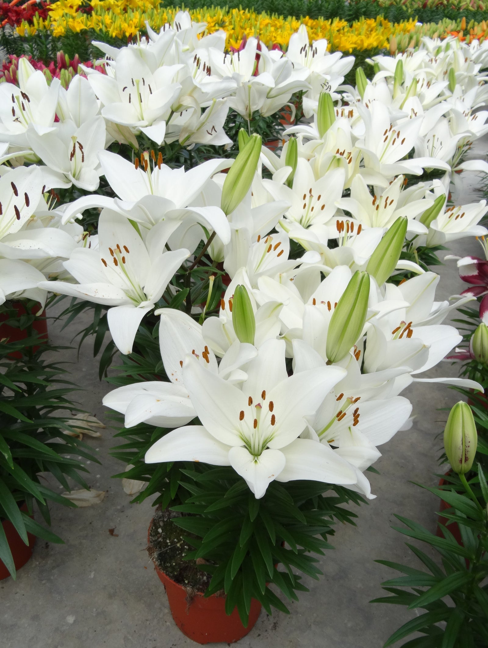 Lilium x Tiny Crystal PPAF Dwarf Asiatic Lily