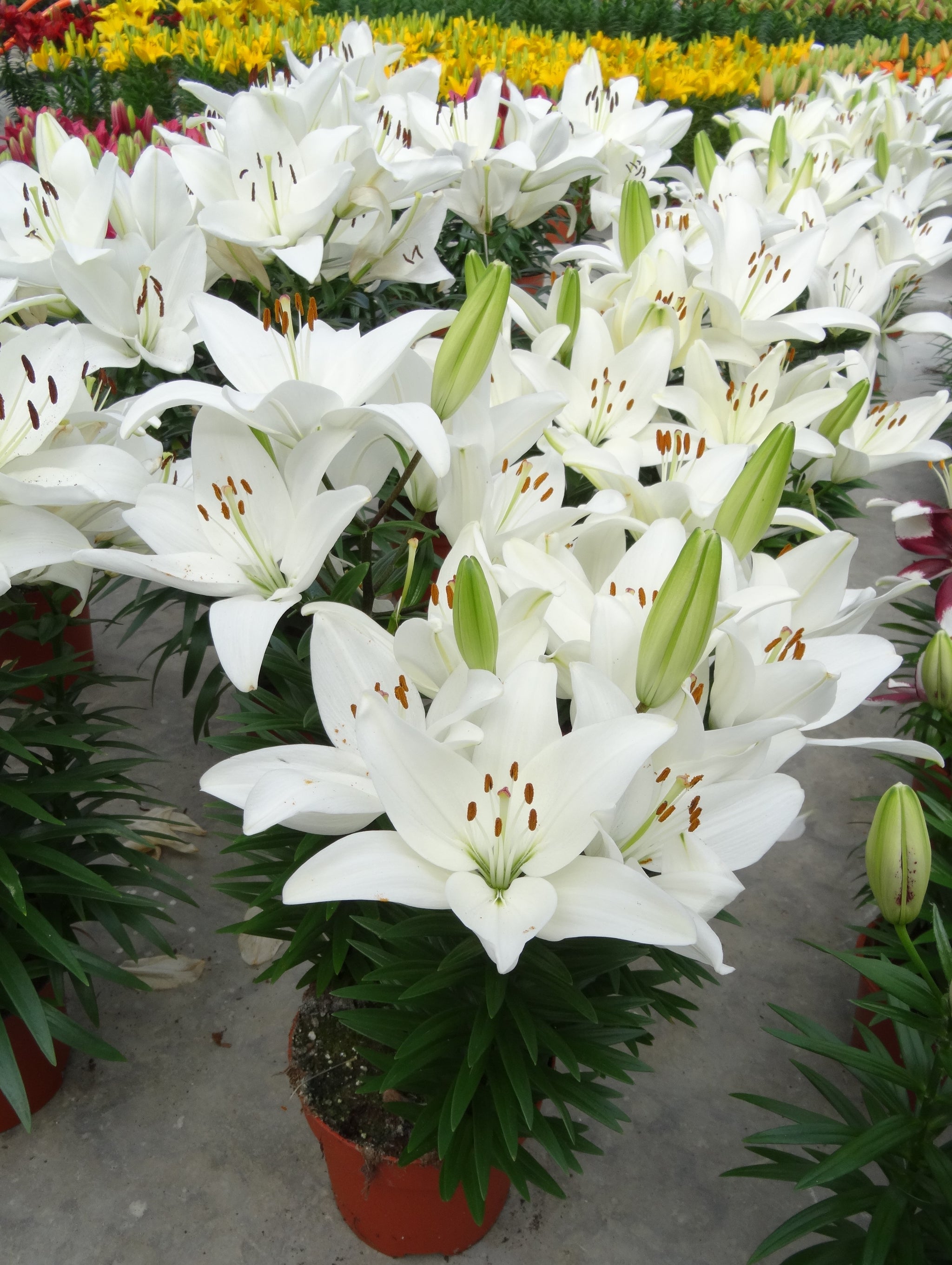 Lilium x Tiny Crystal PPAF Dwarf Asiatic Lily