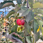 Malus x adstringens Purple Spire Jefspire Purple Spire Crabapple