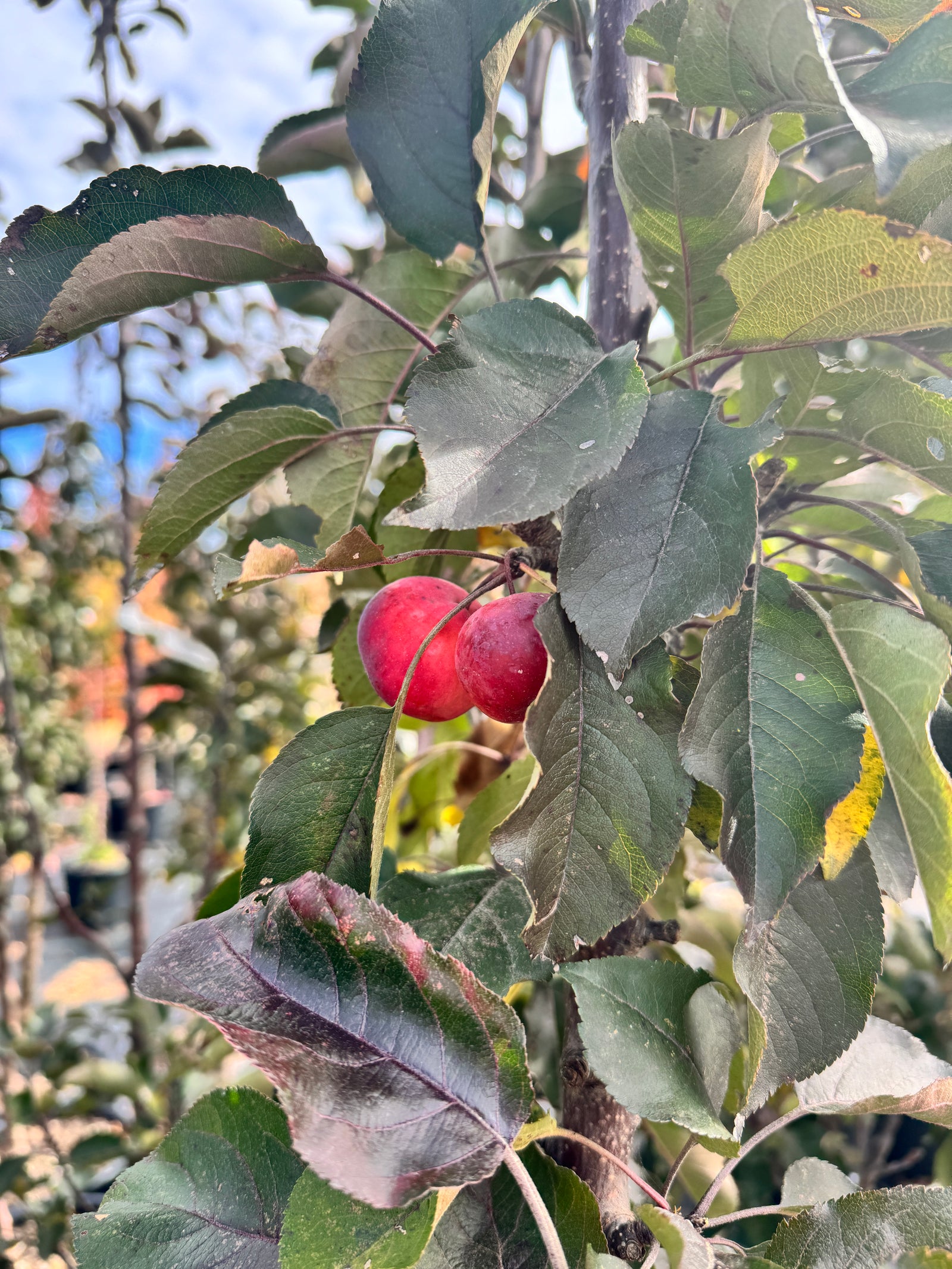 Malus x adstringens Purple Spire Jefspire Purple Spire Crabapple