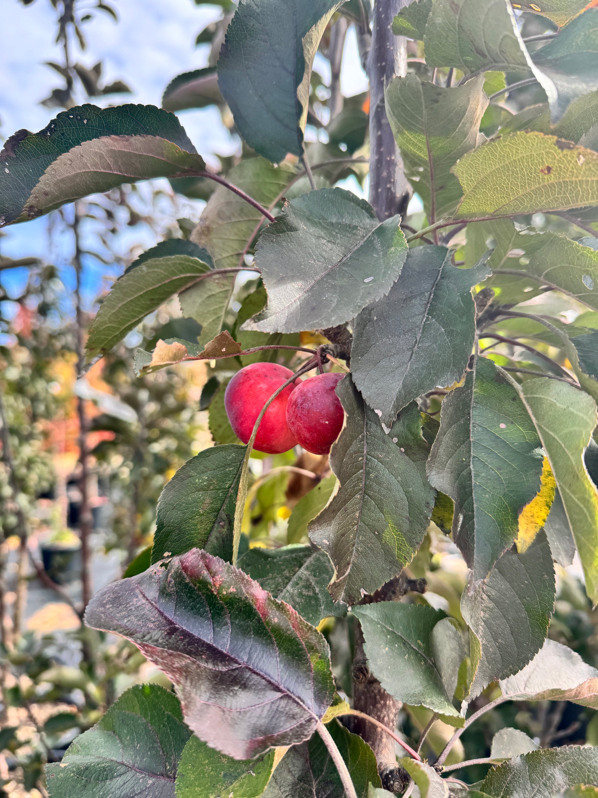 Malus x adstringens Purple Spire Jefspire Purple Spire Crabapple