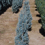 Picea pungens Blue Totem Blue Totem Blue Spruce