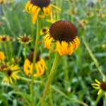 Echinacea paradoxa Yellow Coneflower