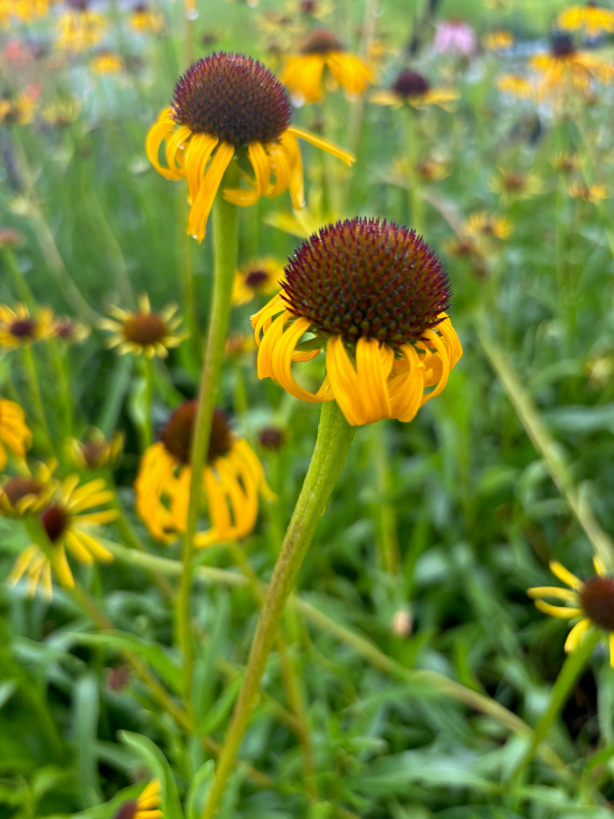 Echinacea paradoxa Yellow Coneflower
