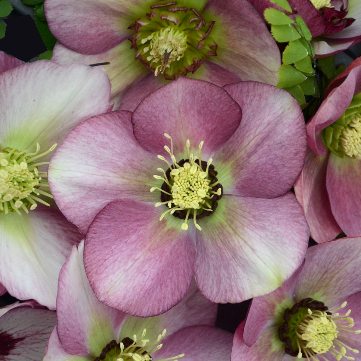 Helleborus x Paris in Pink Lenten Rose