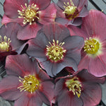 Helleborus x Rome in Red Lenten Rose