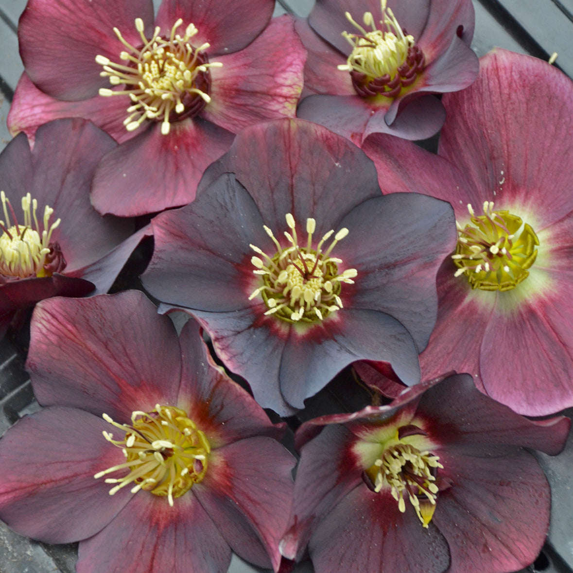 Helleborus x Rome in Red Lenten Rose