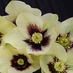 Helleborus x Spanish Flare Lenten Rose