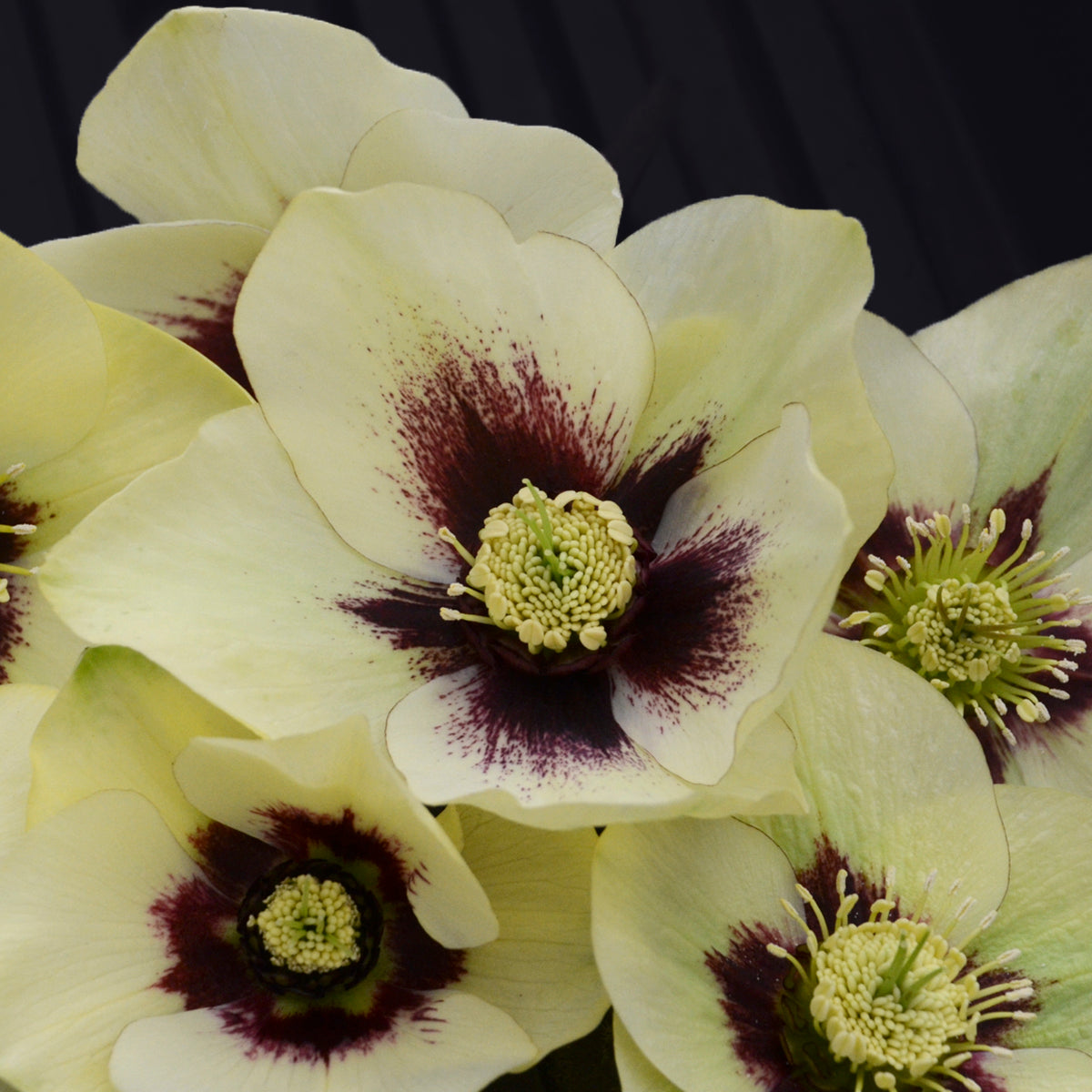 Helleborus x Spanish Flare Lenten Rose