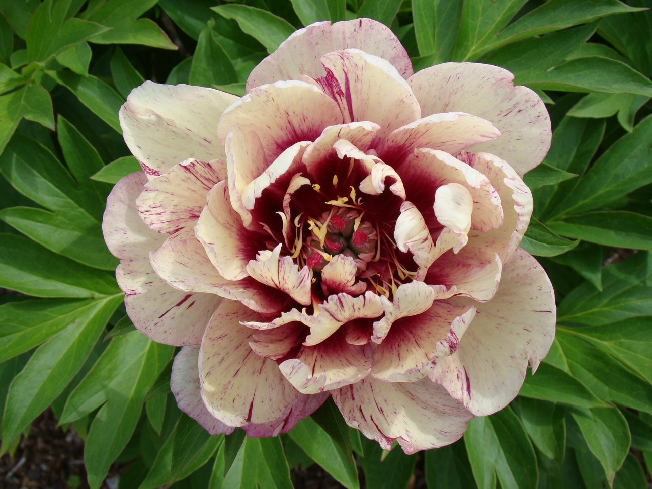Paeonia itoh All That Jazz Intersectional Peony