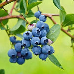 Blueberry Mini Blues PPAF Mini Blues Blueberry