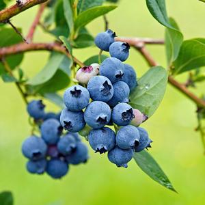 Blueberry Mini Blues PPAF Mini Blues Blueberry