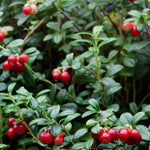 Lingonberry Red Candy PP22105 Lingonberry