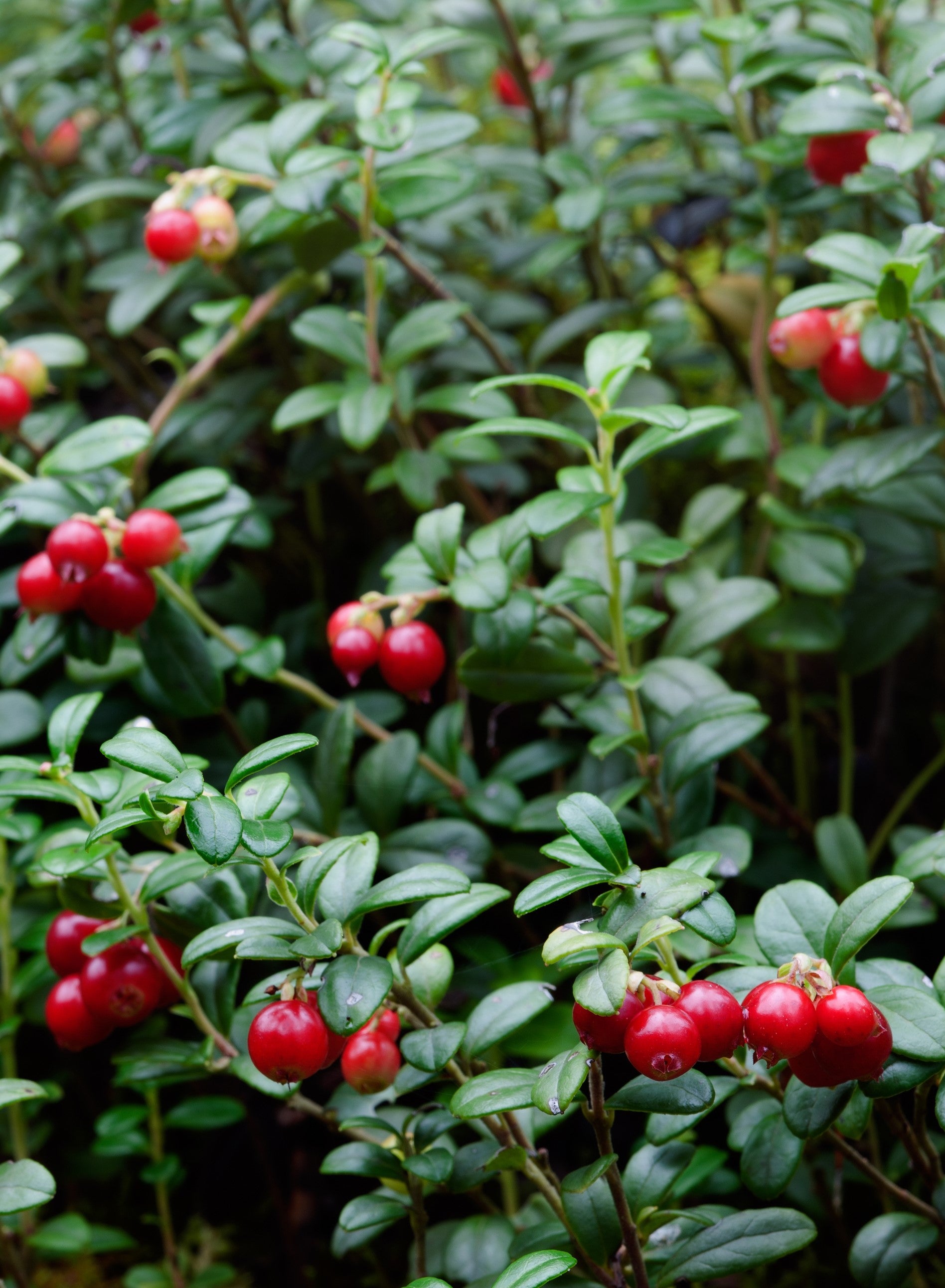 Lingonberry Red Candy PP22105 Lingonberry