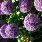 Allium giganteum Globemaster Globemaster Ornamental Onion