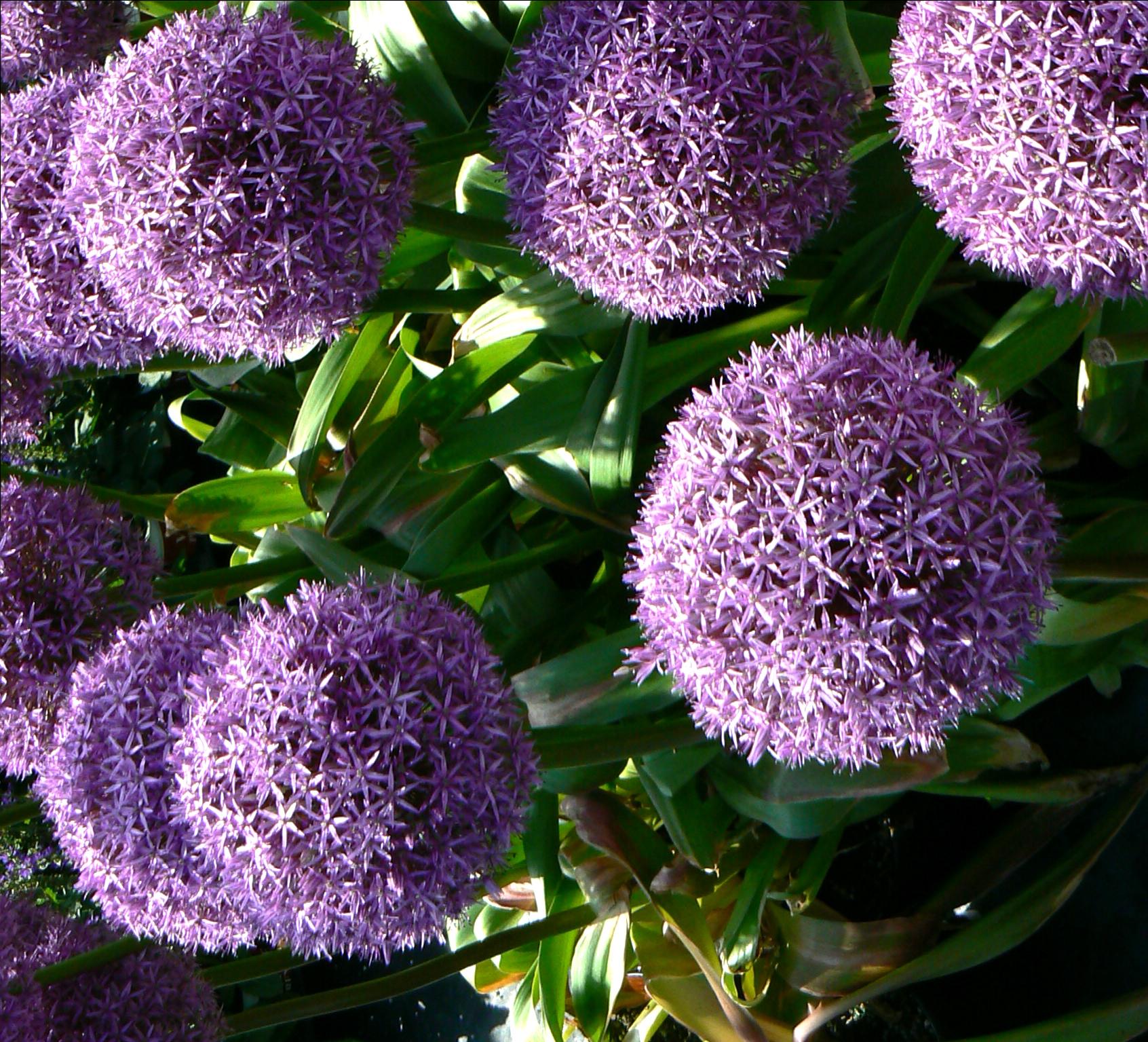 Allium giganteum Globemaster Globemaster Ornamental Onion