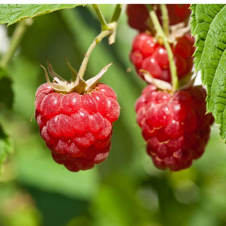 Raspberry Encore Encore Raspberry