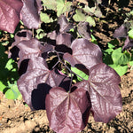 Cercis canadensis Midnight Express RNI RCC3 PPAF Midnight Express Redbud