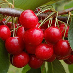 Cherry shrub Crimson Passion Crimson Passion Cherry