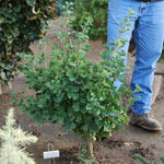 Ginkgo biloba Jade Butterflies Jade Butterflies Ginkgo