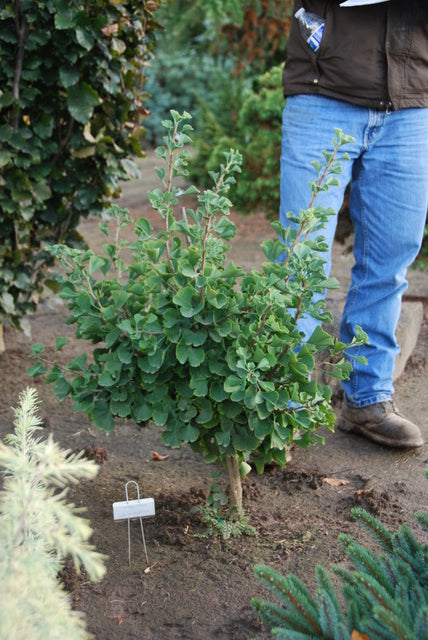 Ginkgo biloba Jade Butterflies Jade Butterflies Ginkgo