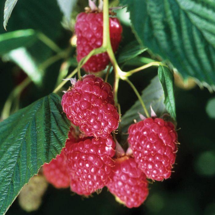 Raspberry Nova Nova Raspberry
