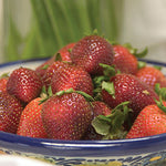Strawberry Fort Laramie Fort Laramie Everbearing Strawberry