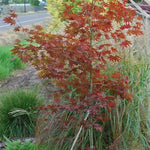 Acer palmatum Dragon Tears JN4 PP22249 Dragon Tears Japanese Maple