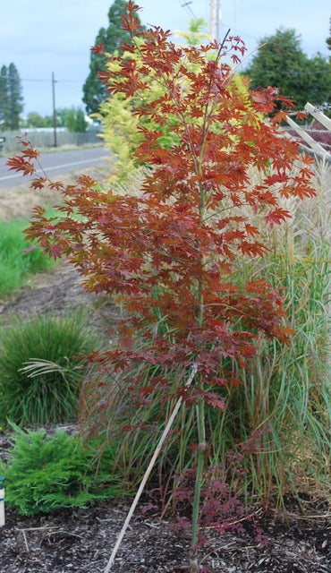 Acer palmatum Dragon Tears JN4 PP22249 Dragon Tears Japanese Maple