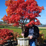 Acer palmatum Sharp's Pygmy Sharp's Pygmy Japanese Maple
