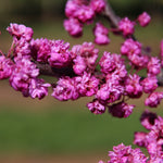 Cercis canadensis Pink Pom Poms PP27630 Pink Pom Poms Redbud