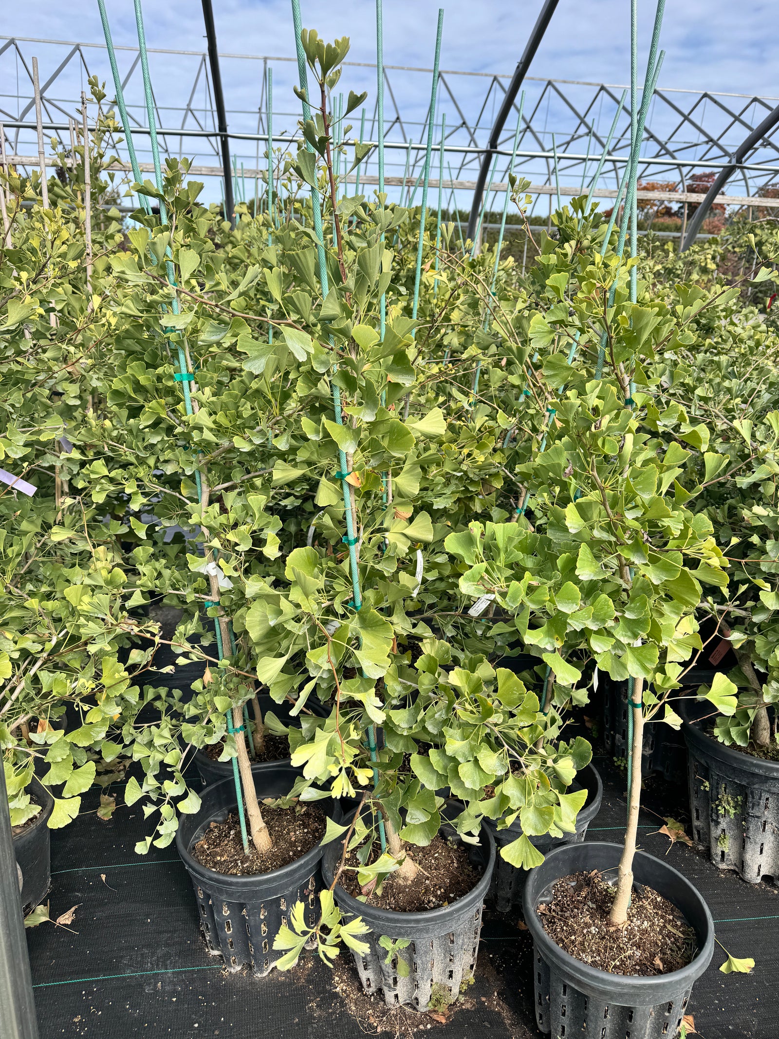 Ginkgo biloba Sky Tower JN9 Sky Tower Ginkgo