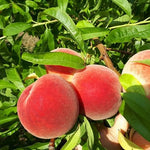 Peach August Rose 23,884 August Rose Peach